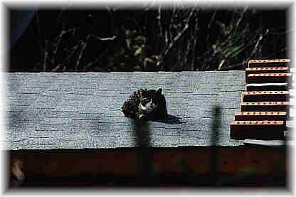 Die Katze auf dem heissen Blechdach?!