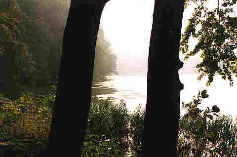 Waldlandschaft am See